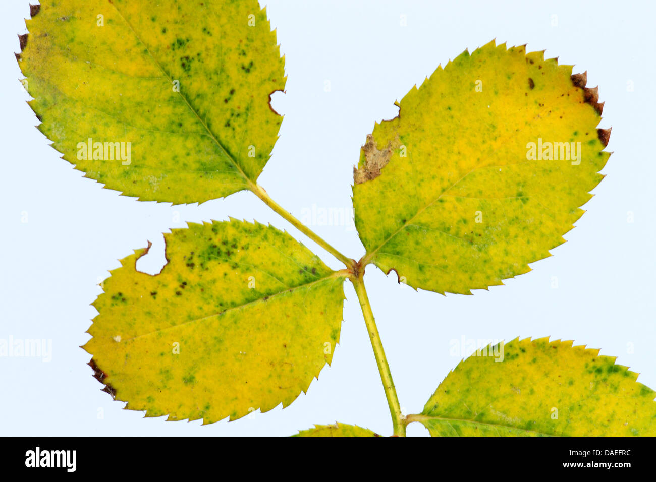 detail of withering an rose leaf in autumn, Germany Stock Photo
