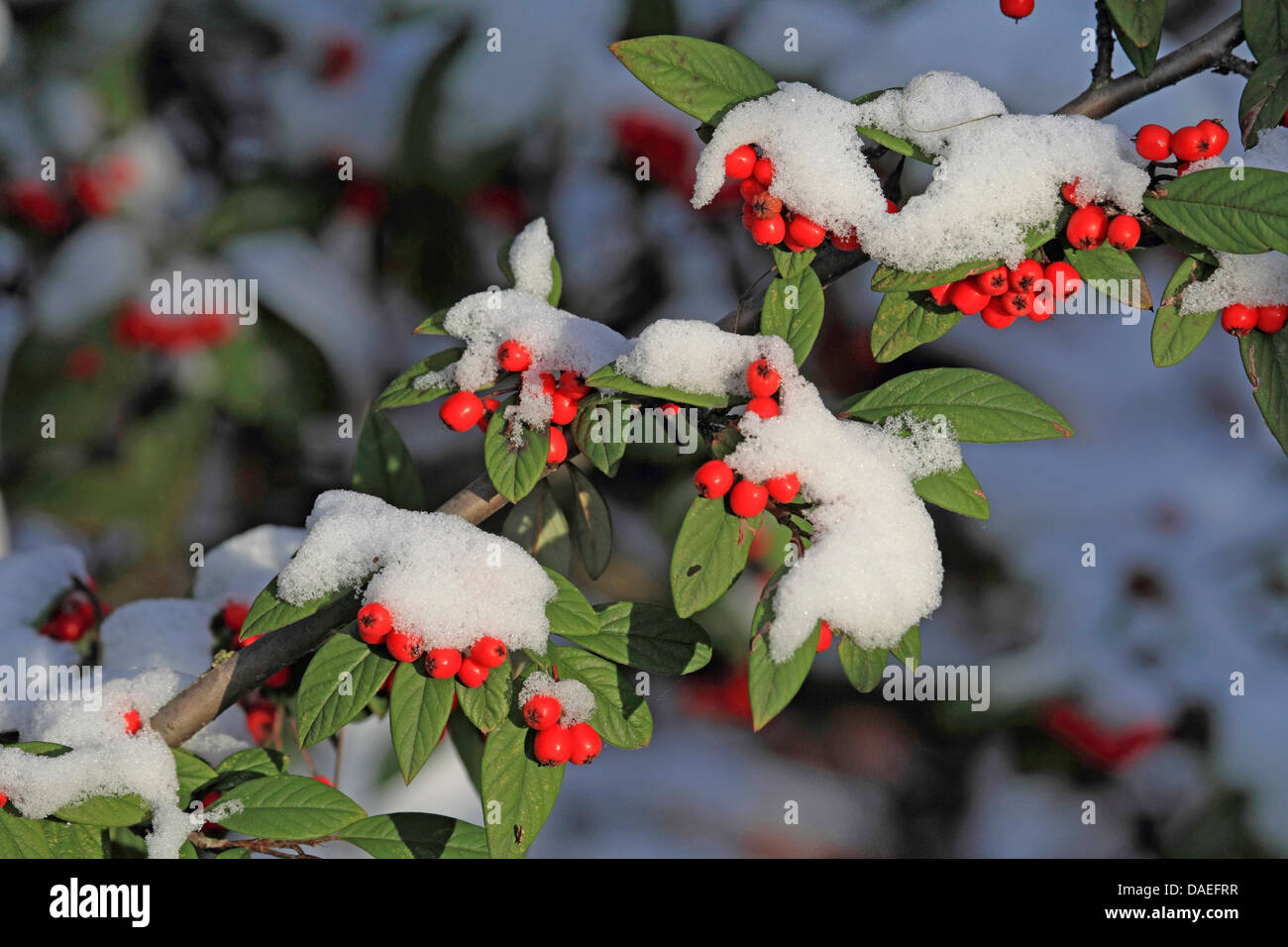 Evergreen Cotoneaster (Cotoneaster x watereri, Cotoneaster watereri), fruiting branch in snow Stock Photo