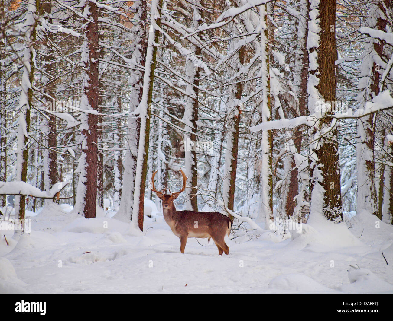 fallow deer (Dama dama, Cervus dama), male in forest in winter, Germany Stock Photo