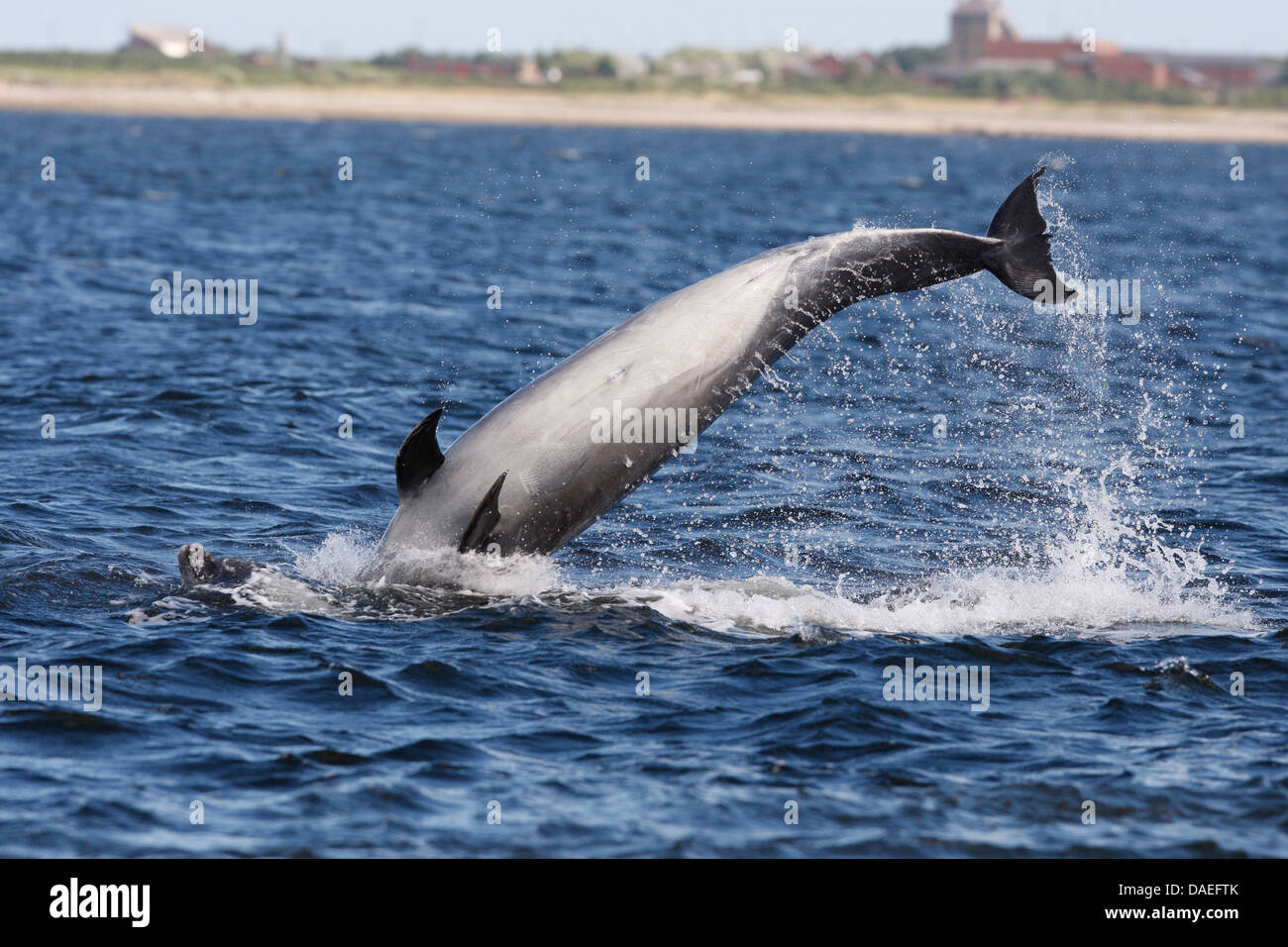 Bottlenose dolphins playing in the Moray Firth. Highland. Scotland. Stock Photo