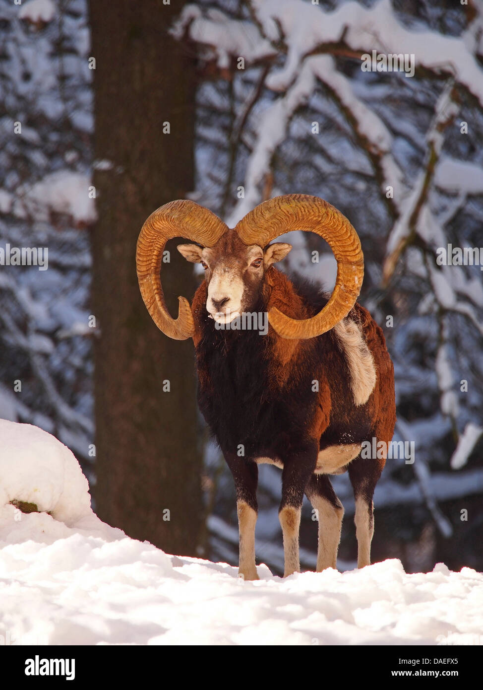 Mouflon (Ovis musimon, Ovis gmelini musimon, Ovis orientalis musimon), male Mouflon in winter, Germany Stock Photo