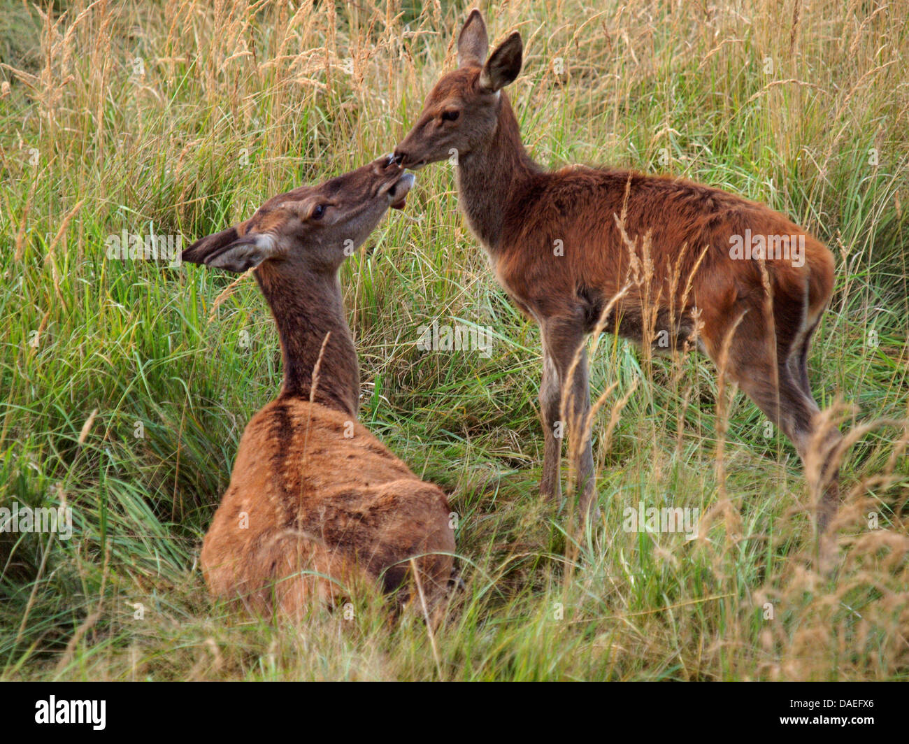 red deer (Cervus elaphus), female with calf, Germany Stock Photo