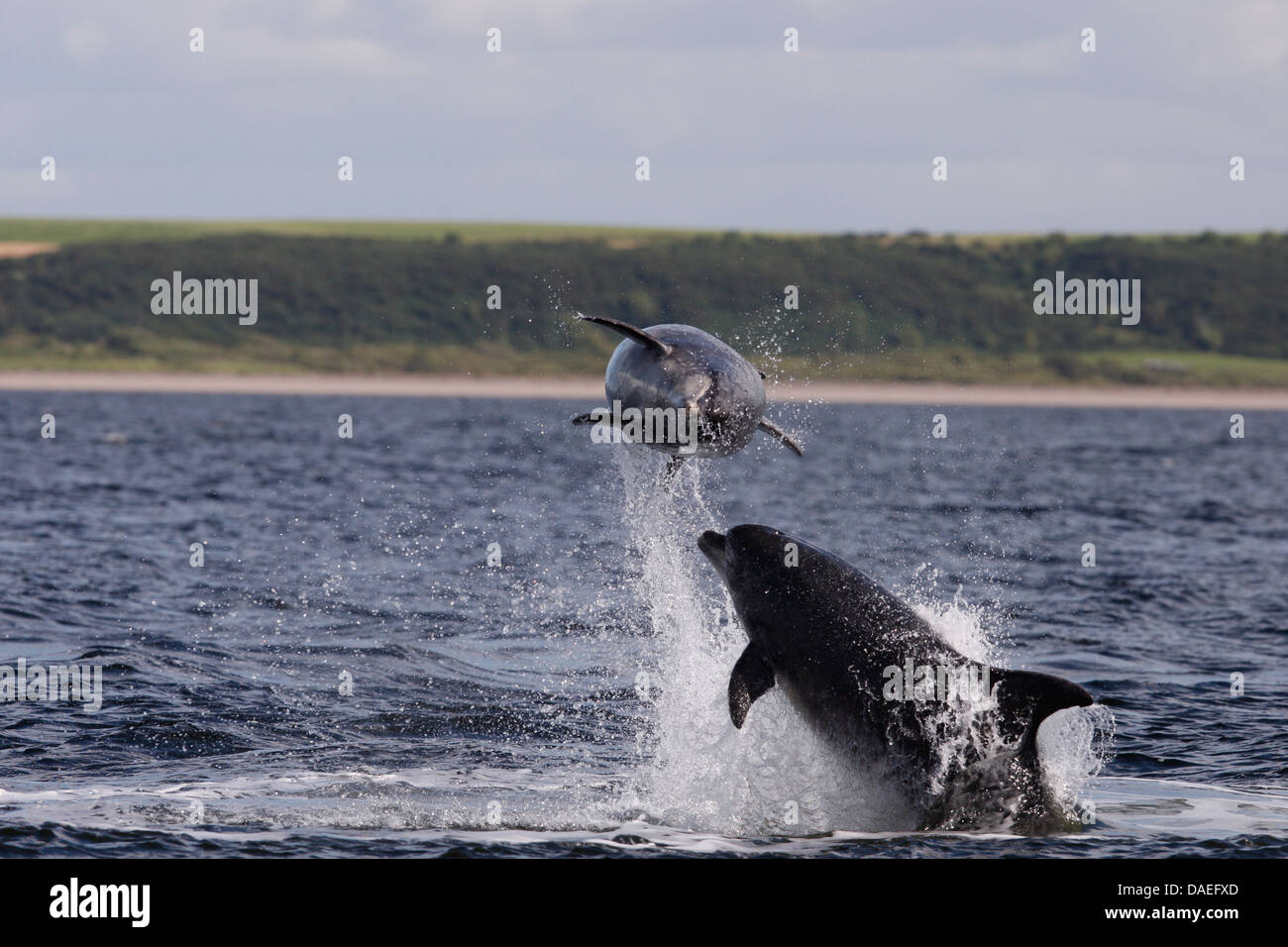 Bottlenose dolphins playing in the Moray Firth. Highland. Scotland. Stock Photo