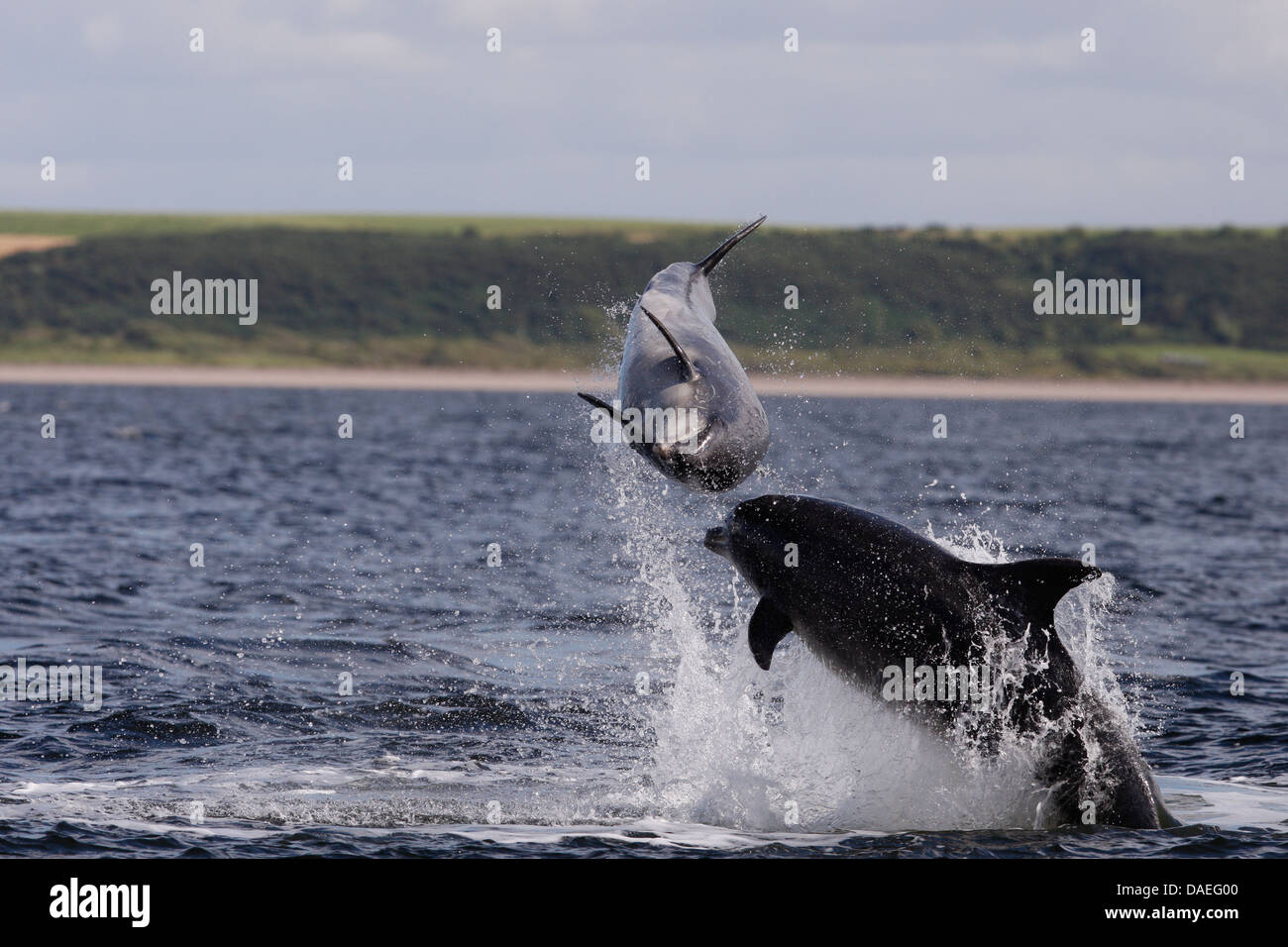 Bottlenose dolphins playing in the Moray Firth. Highland. Scotland. Stock Photo