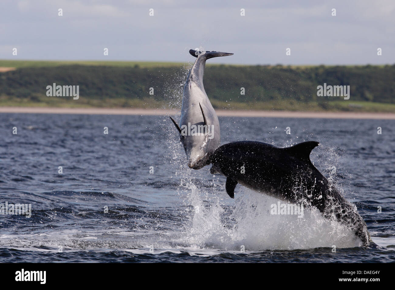 Bottlenose dolphins playing in the Moray Firth. Highland. Scotland. Stock Photo