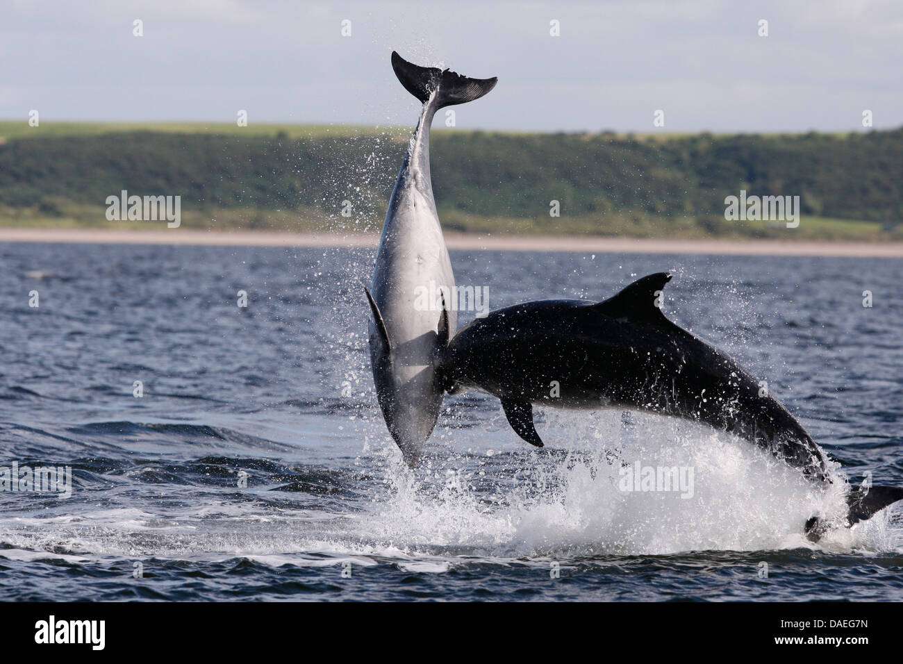 Bottlenose dolphins playing in the Moray Firth. Highland. Scotland. Stock Photo