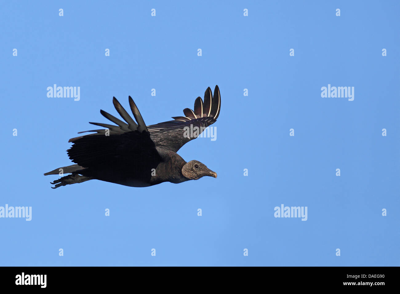 American black vulture (Coragyps atratus), flying , USA, Florida, Everglades National Park Stock