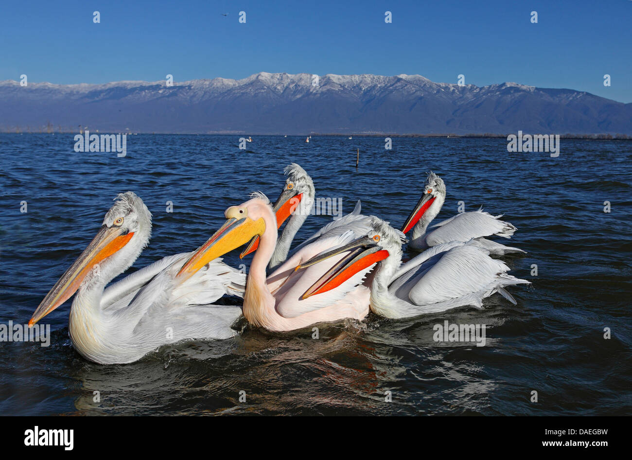Dalmatian pelican (Pelecanus crispus), Dalmatian pelicans in breeding plumage swimming together with a Great White Pelican, Greece, Lake Kerkini Stock Photo