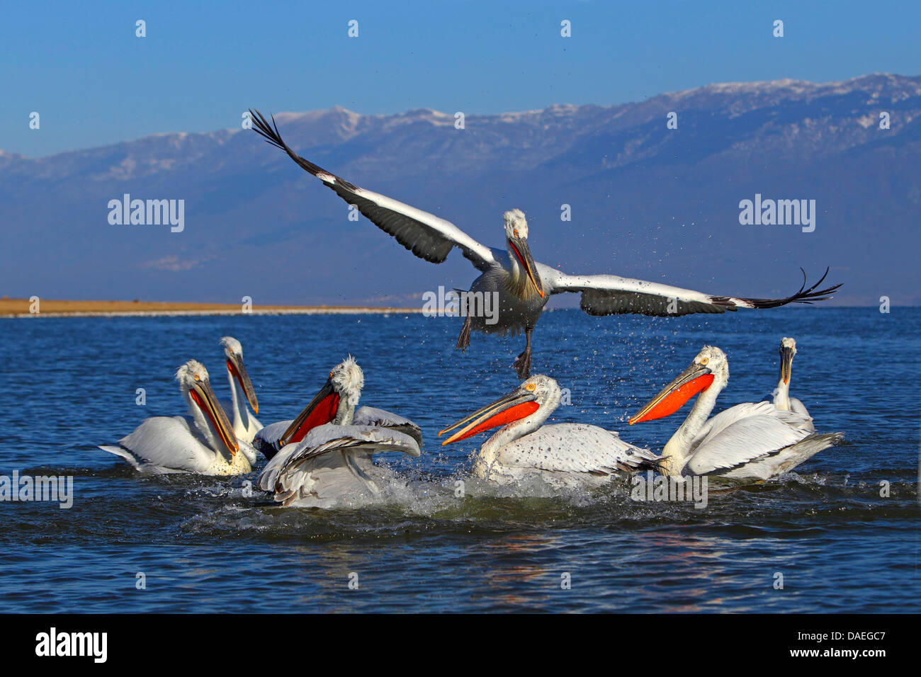 Dalmatian pelican (Pelecanus crispus), a Dalmatian pelican flying off from a group of swimming birds, Greece, Lake Kerkini Stock Photo