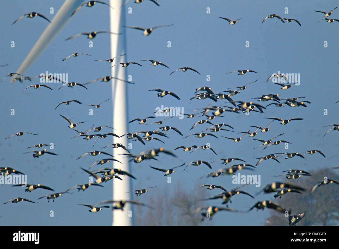 barnacle goose (Branta leucopsis), flying group in front of a wind engine, Netherlands, Frisia Stock Photo