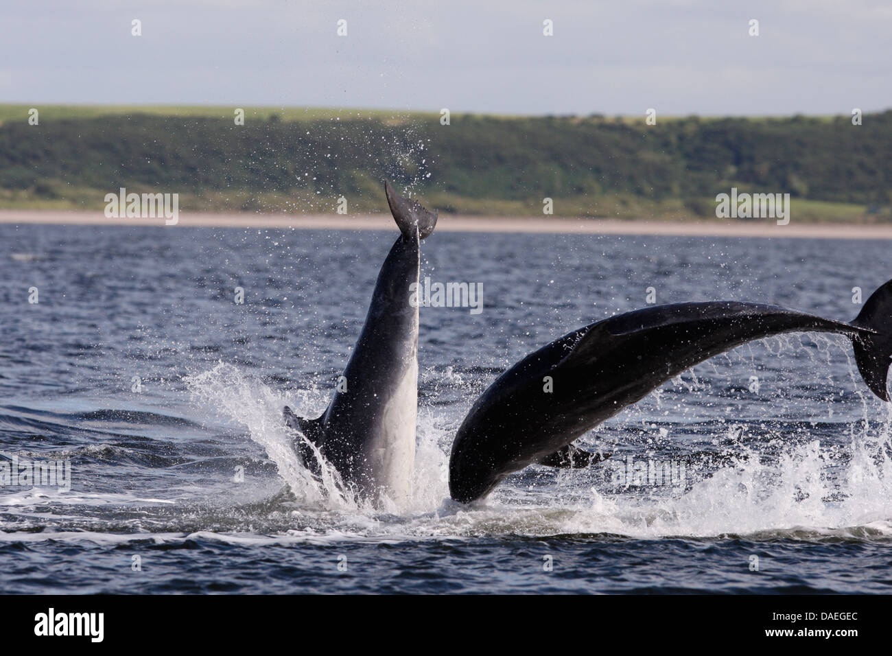 Bottlenose dolphins playing in the Moray Firth. Highland. Scotland. Stock Photo