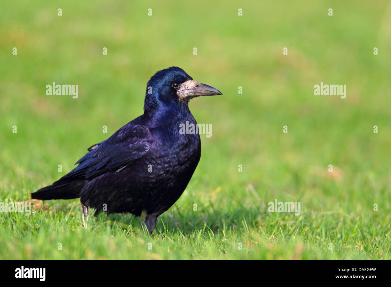rook (Corvus frugilegus), standing on grazing land, Netherlands, Frisia Stock Photo