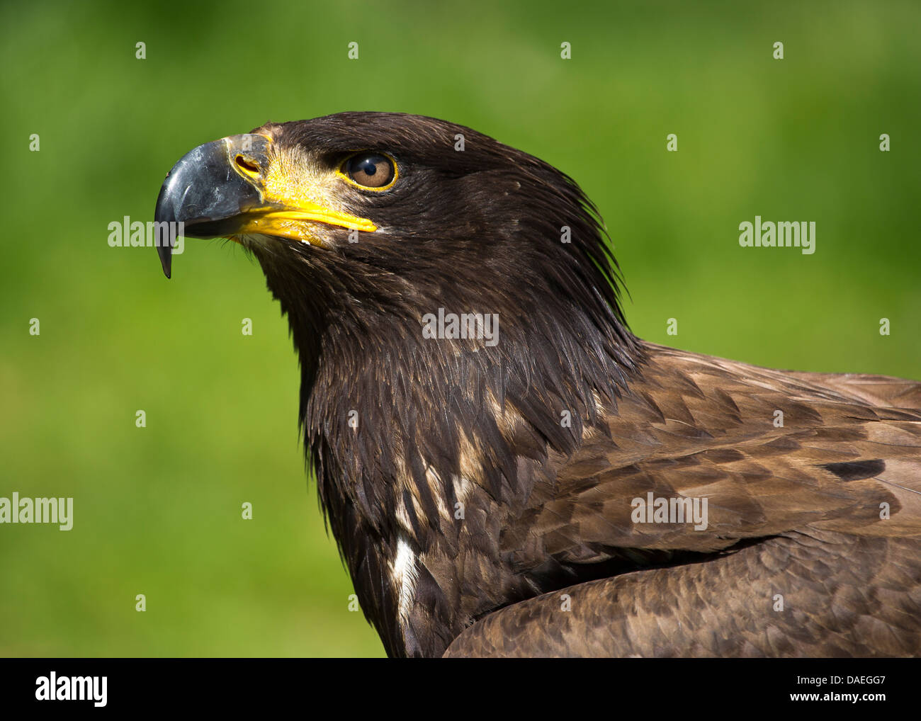 Bird of prey in meadow at sunset. Lens 2, Stock Video