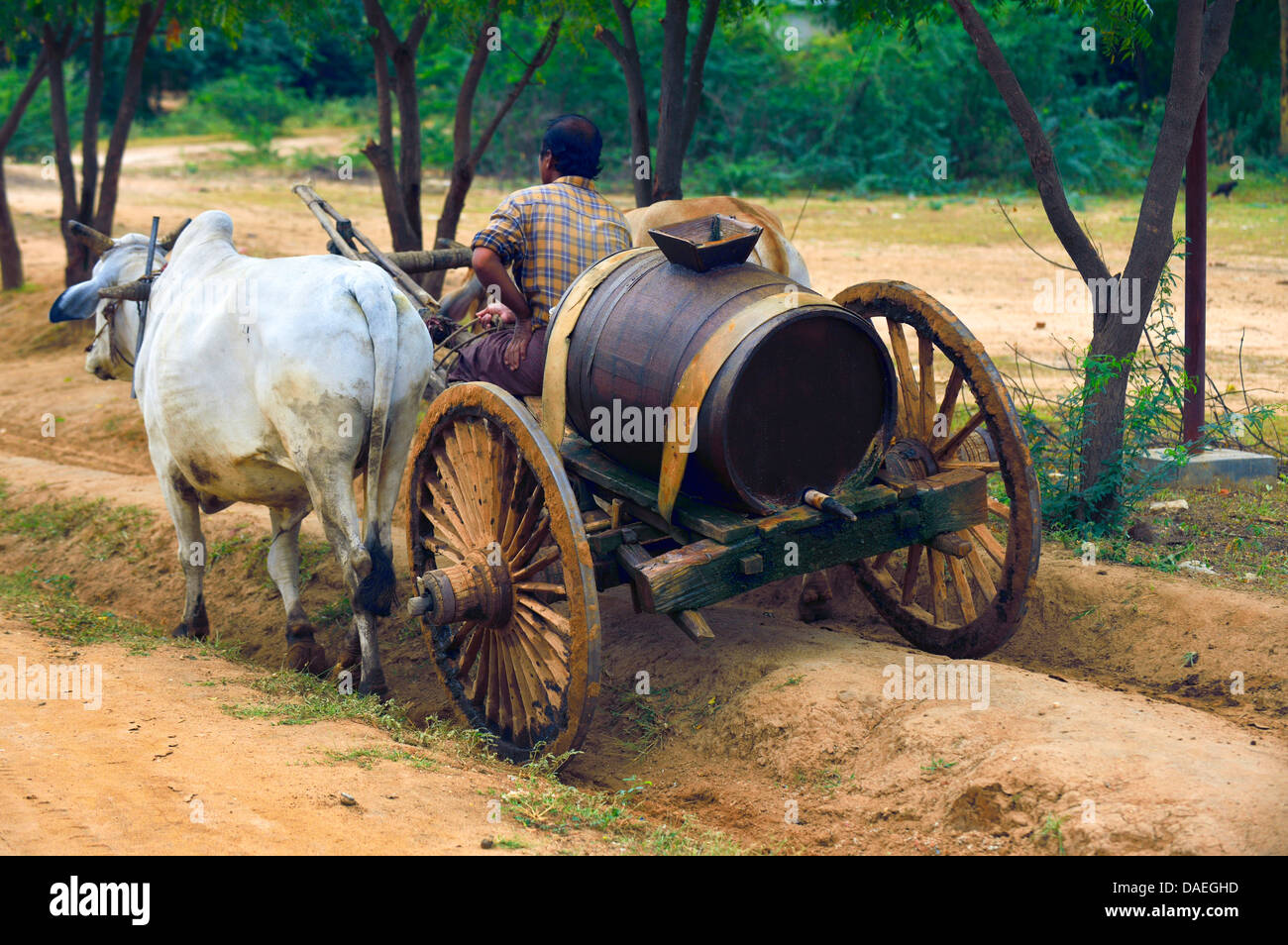 domestic cattle (Bos primigenius f. taurus), man transporting drinking water on a bullock cart beetween villages, Burma, Bagan Stock Photo