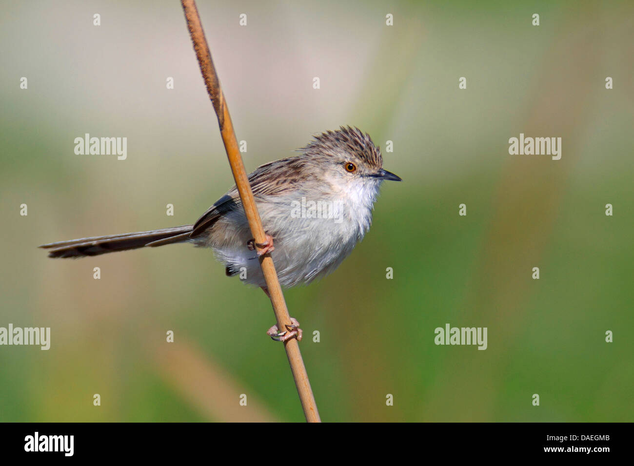 Graceful warbler (Prinia gracilis), sitting at a stem of reeds, Turkey, Provinz Mersin, Goeksu Delta Stock Photo