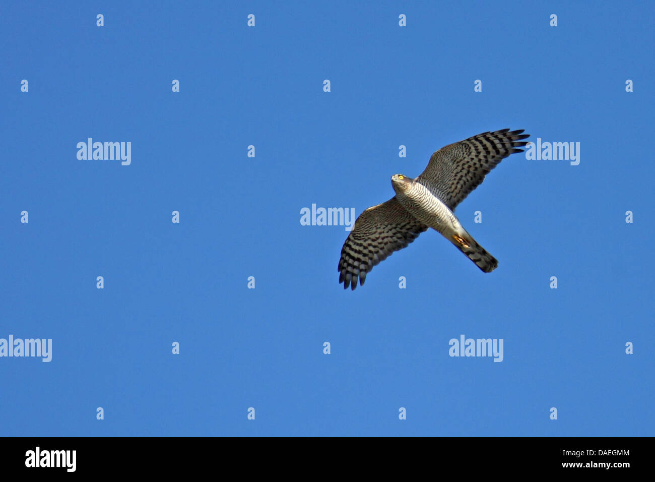 Hawk circling hires stock photography and images Alamy
