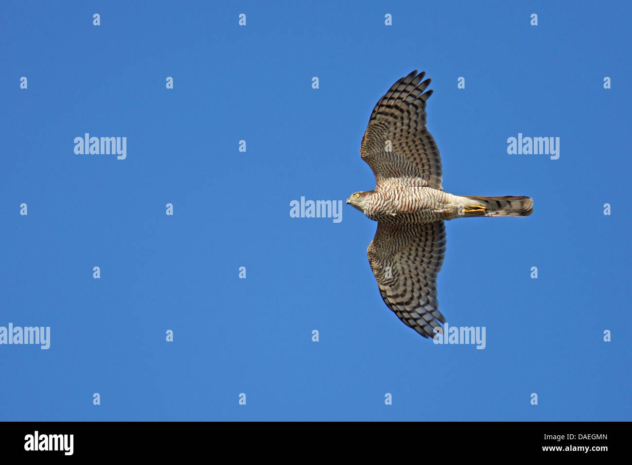 northern sparrow hawk (Accipiter nisus), flying female, Sweden, Falsterbo Stock Photo