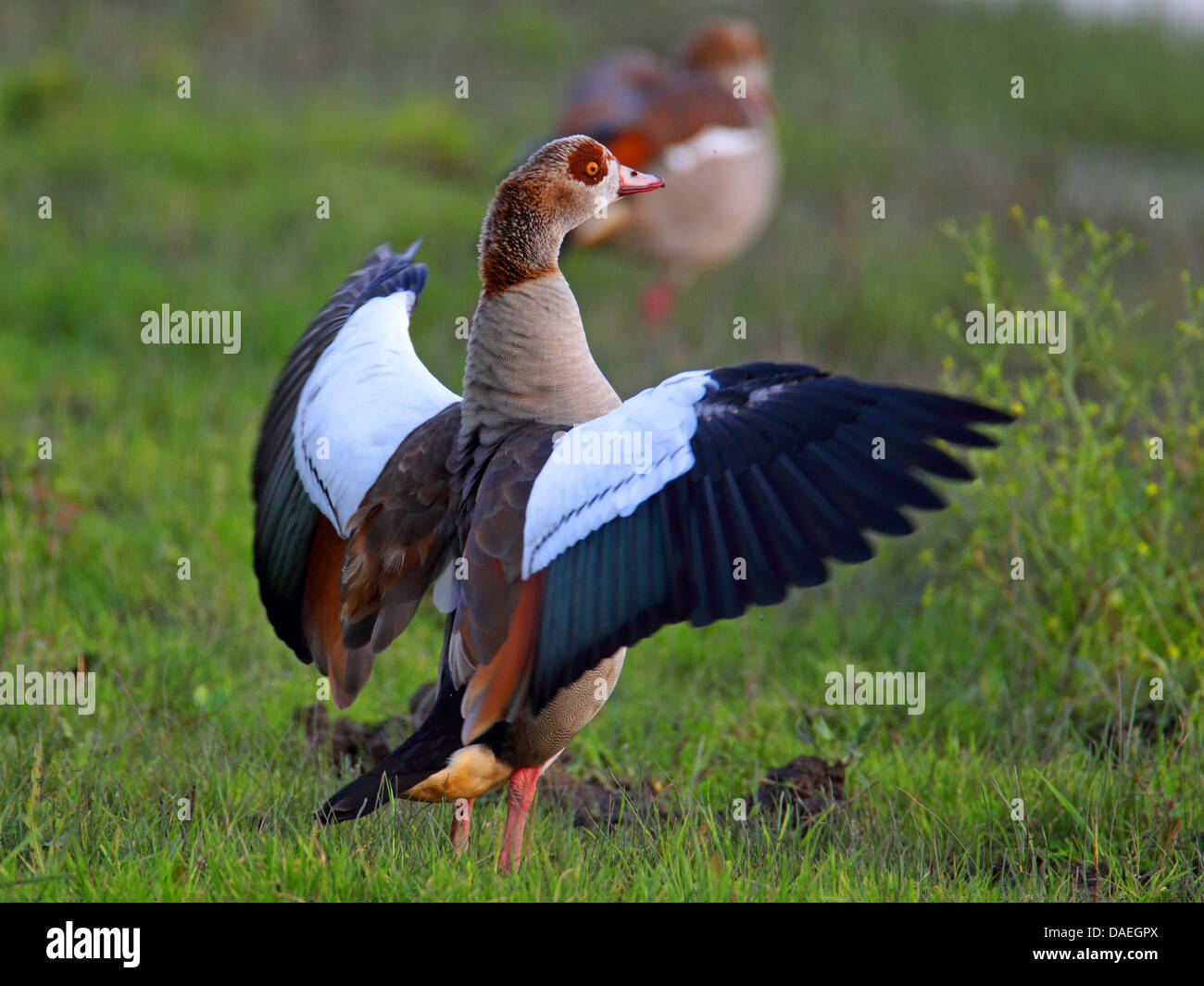 Egyptian goose (Alopochen aegyptiacus), male standing on a meadow and flapping the wings, Netherlands, Flevoland Stock Photo