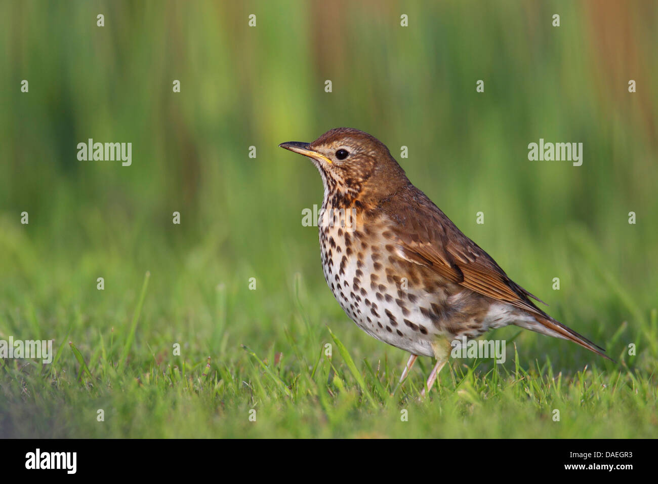 song thrush (Turdus philomelos), standing in a meadow, Netherlands, Frisia Stock Photo