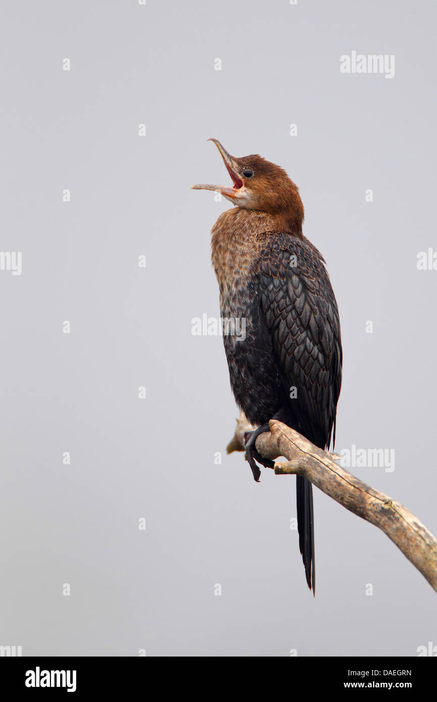 pygmy cormorant (Phalacrocorax pygmeus), cormorant sits on a dead tree with the bill opened, Greece, Lake Kerkini Stock Photo