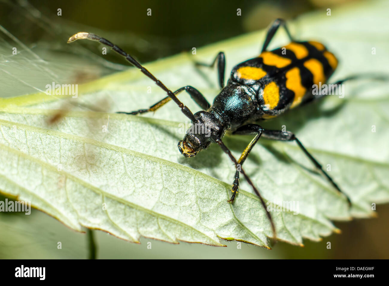 The black spotted beetle Stock Photo