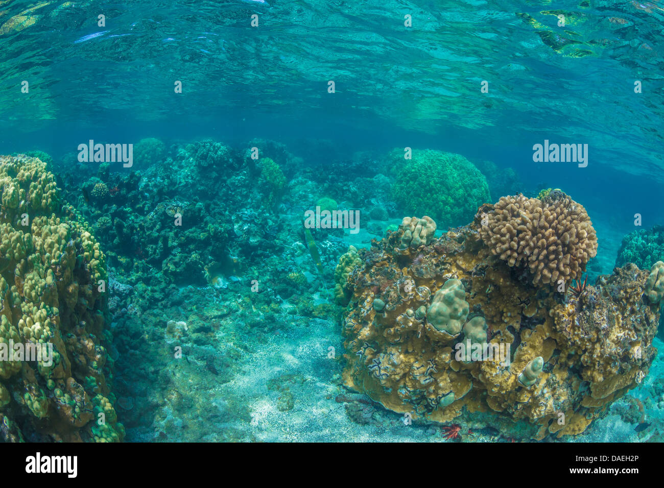 Bluespotted Fistularia commersonii, patrolling shallow