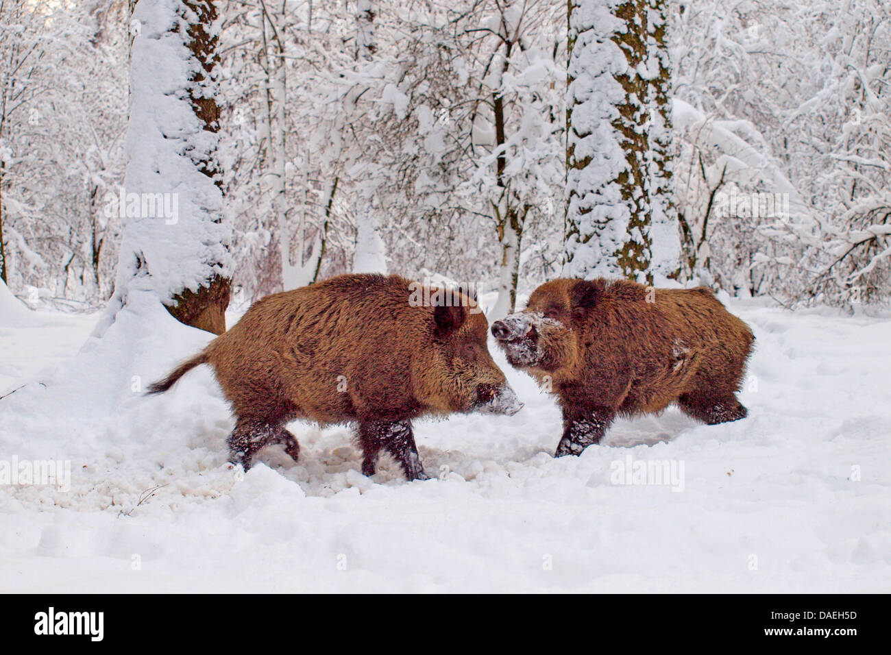 wild boar, pig, wild boar (Sus scrofa), fighting tuskers in snow, Germany Stock Photo