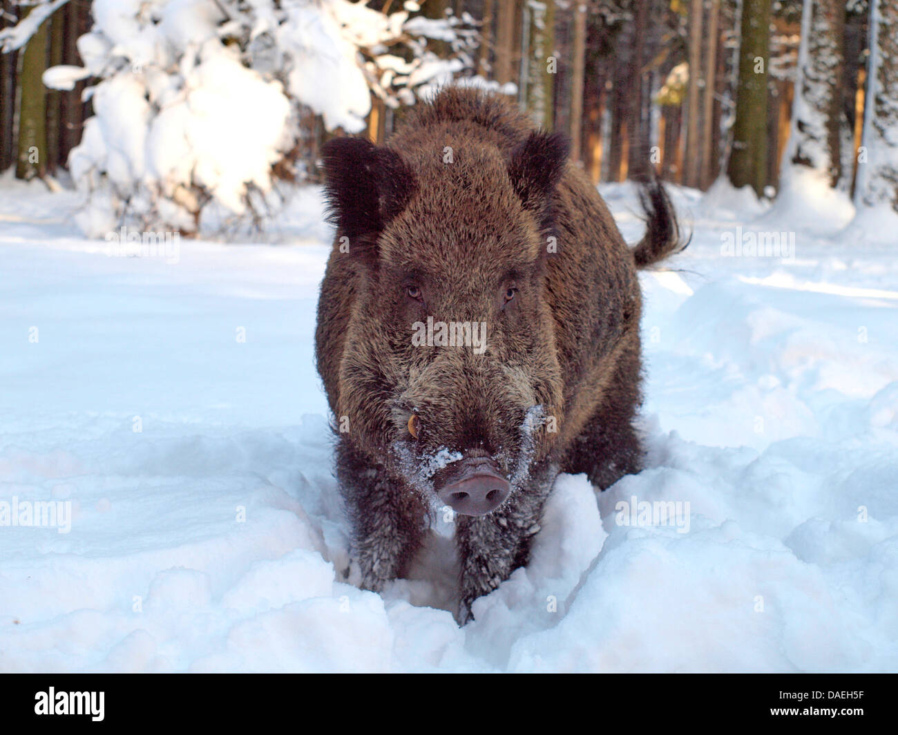 wild boar, pig, wild boar (Sus scrofa), tusker in snow, Germany Stock Photo