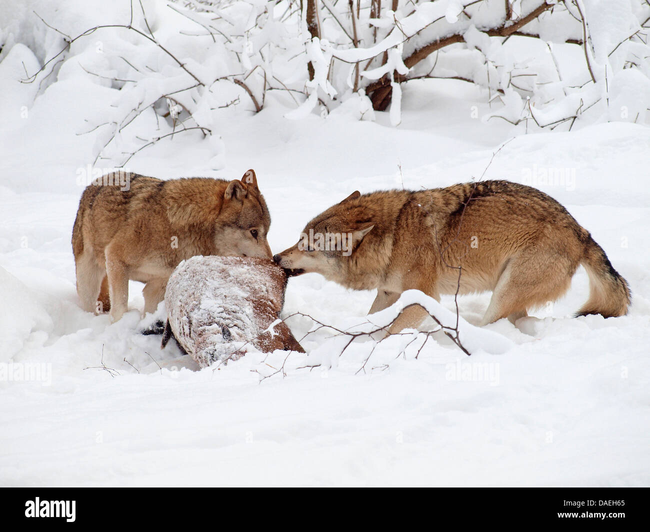 European gray wolf (Canis lupus lupus), with caught wild boar in winter, Germany, Saxony, Erz Mountains Stock Photo