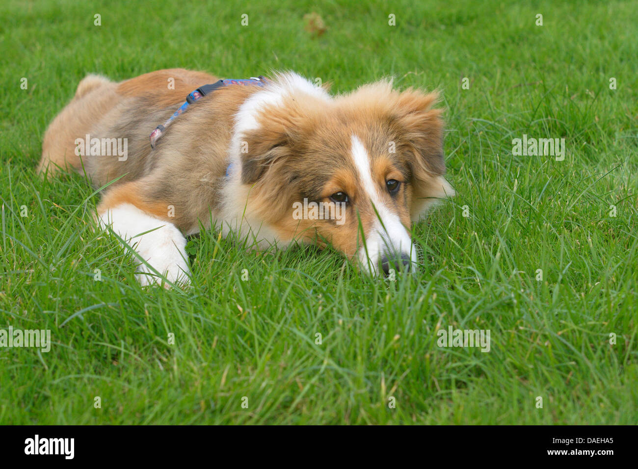 Shetland Sheepdog (Canis lupus f. familiaris), young Shetland Sheepdog lying bored on grass Stock Photo
