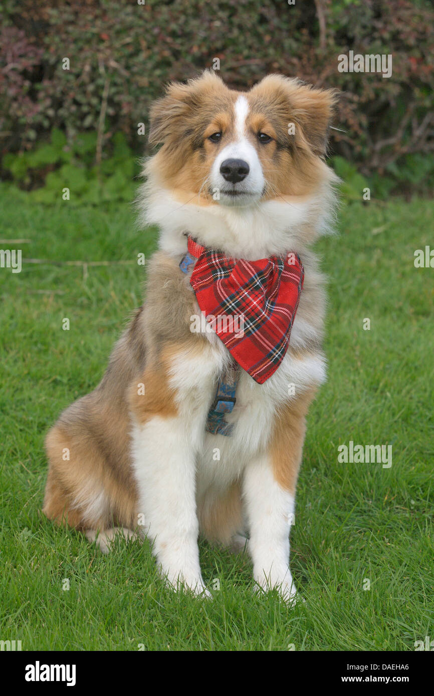 Shetland Sheepdog (Canis lupus f. familiaris), young Shetland Sheepdog with red checkered kerchief sitting in a meadow Stock Photo