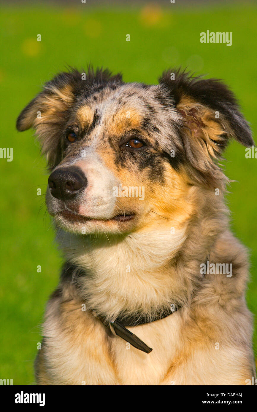 Border Collie (Canis lupus f. familiaris), 6 months old Border Collie in blue merle Stock Photo