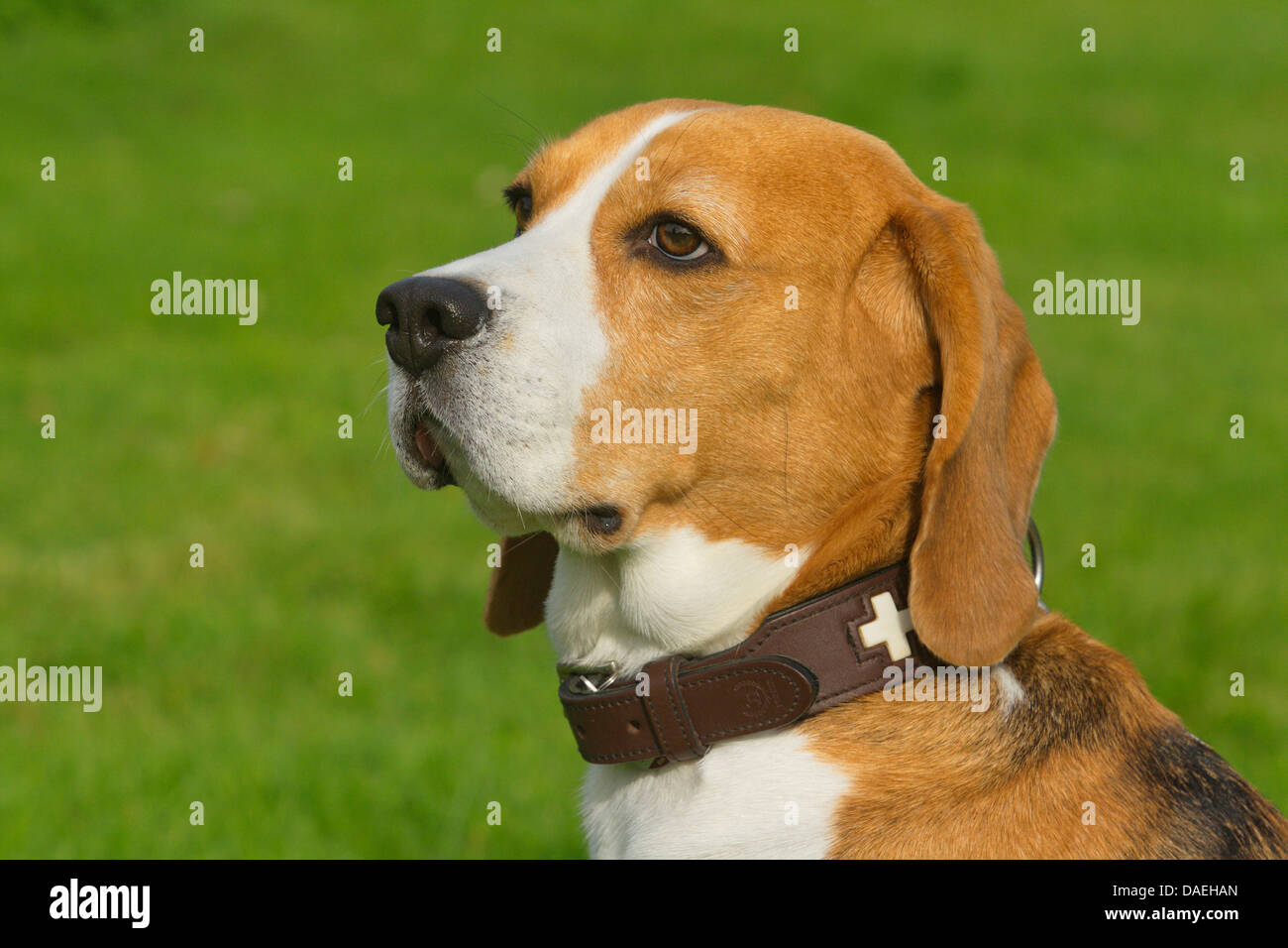 Beagle (Canis lupus f. familiaris), portrait of a five-year-old male dog Stock Photo