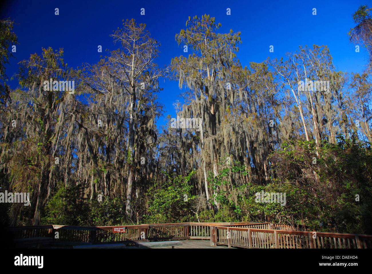 baldcypress (Taxodium distichum), swamp cypress wood with Tillandsia, USA, Florida, Loxahatchee Nature Reserve Stock Photo