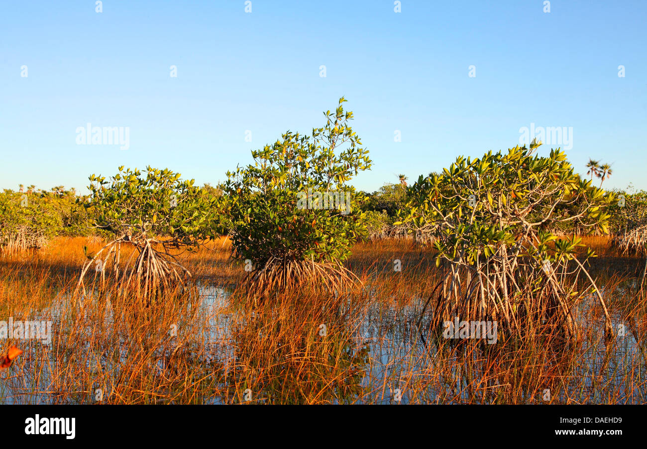red mangrove (Rhizophora mangle), mangroves within the sawgrass-prairie, USA, Florida, Everglades National Park Stock Photo