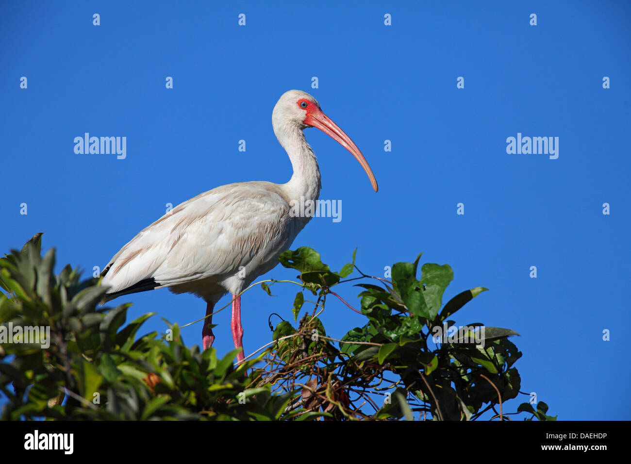 white ibis (Eudocimus albus), ibis standing on a tree, USA, Florida, Everglades National Park Stock Photo