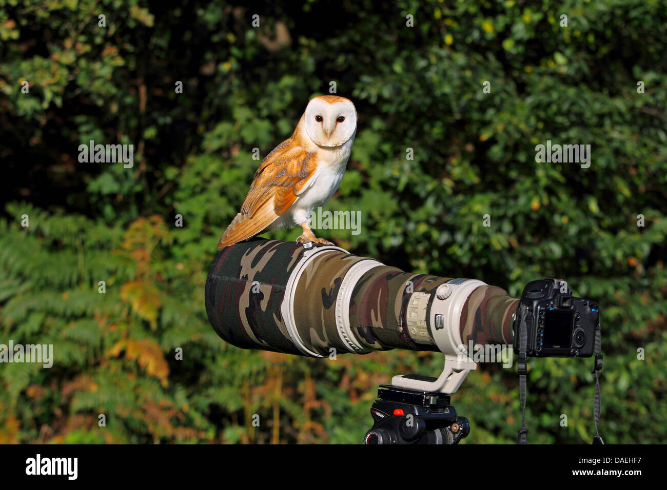 Barn owl (Tyto alba), owl sitting on camera lens, Germany, North Rhine-Westphalia Stock Photo