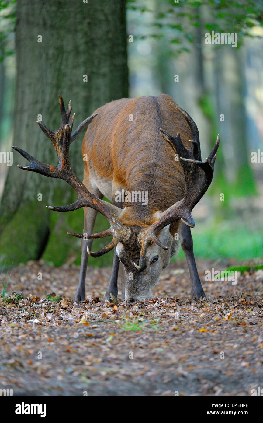 Red deer male feeding cervus hires stock photography and images Alamy