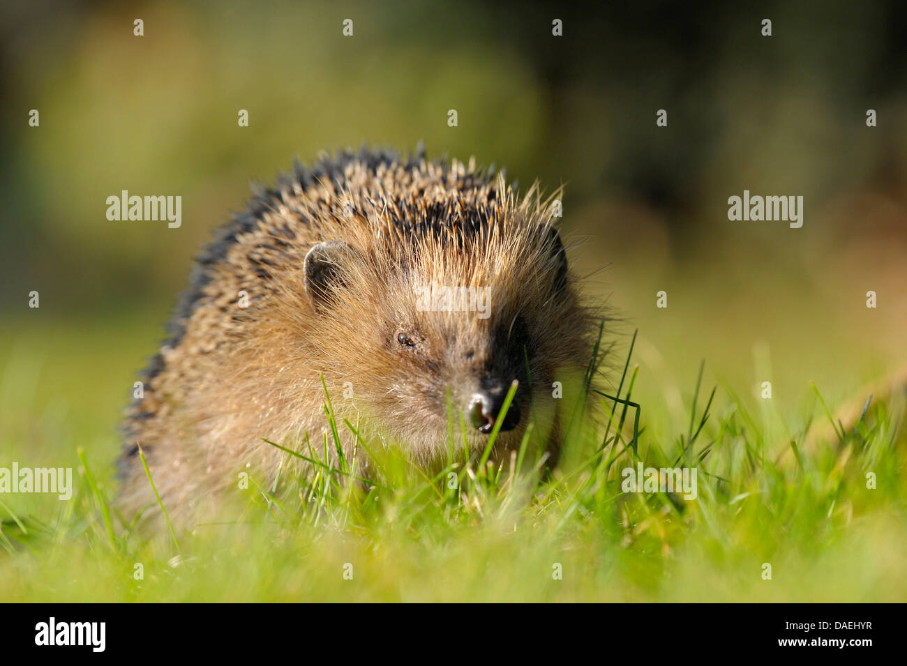 Western hedgehog, European hedgehog (Erinaceus europaeus), searching food in a meadow, Germany, North Rhine-Westphalia Stock Photo