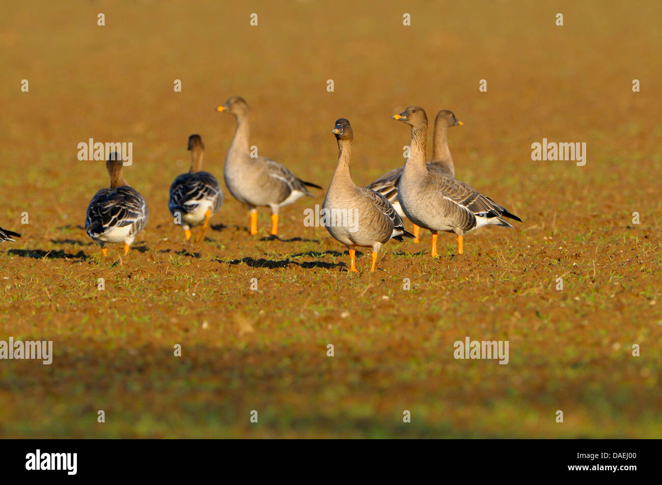 Bean Goose, Taiga Bean Goose (Anser fabalis), group on a field, Germany, North Rhine-Westphalia, Lower Rhine Stock Photo