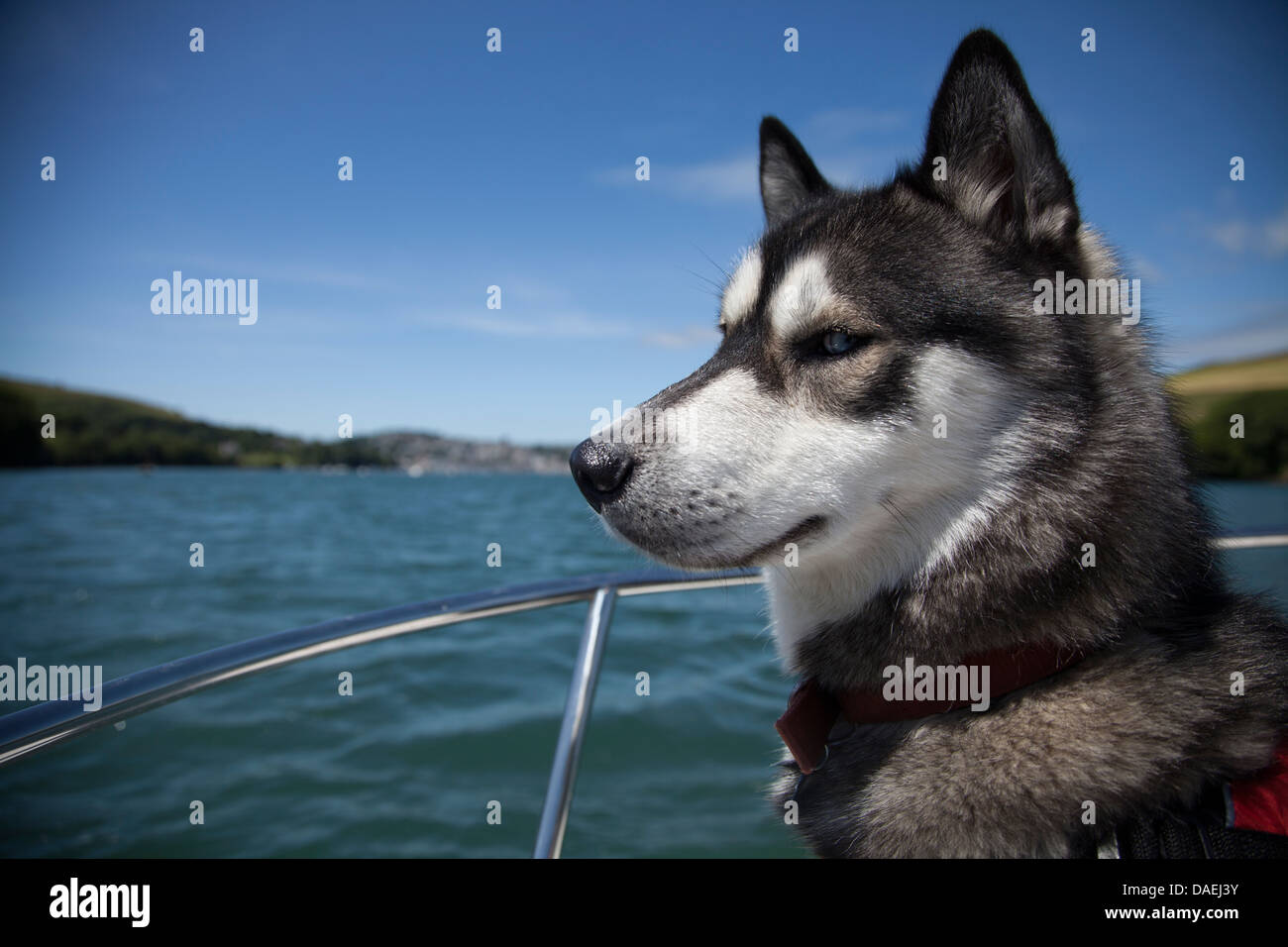 dog in life jacket on boat in Devon Stock Photo Alamy