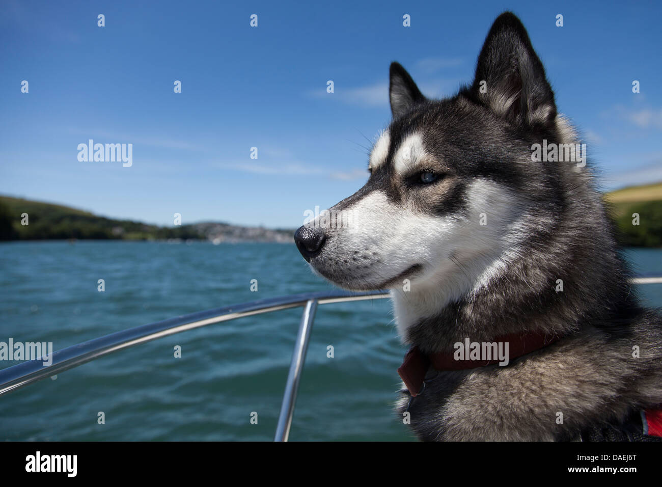 dog in life jacket on boat in Devon Stock Photo Alamy