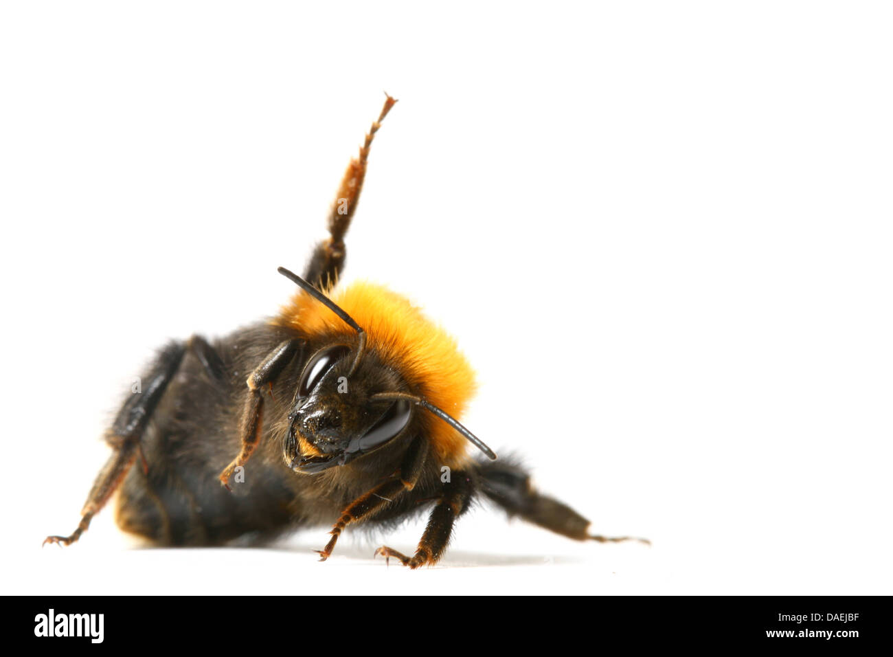 dance aerobic bumble bee isolated on white background Stock Photo