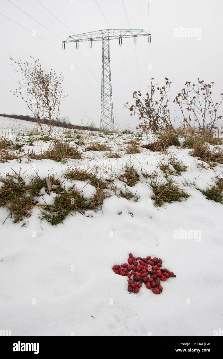 star of red rose hips lying in the snow as nature art, Germany Stock Photo