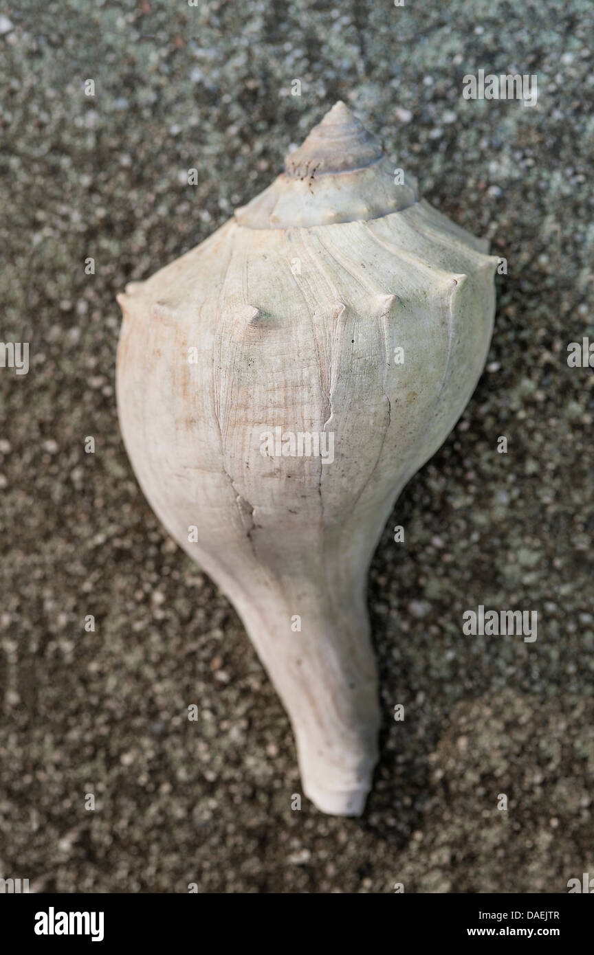 Mollusk shell. Stock Photo