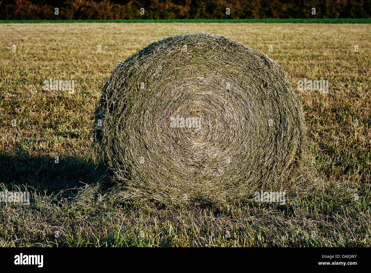 Round hay bale on farm field Stock Photo Alamy