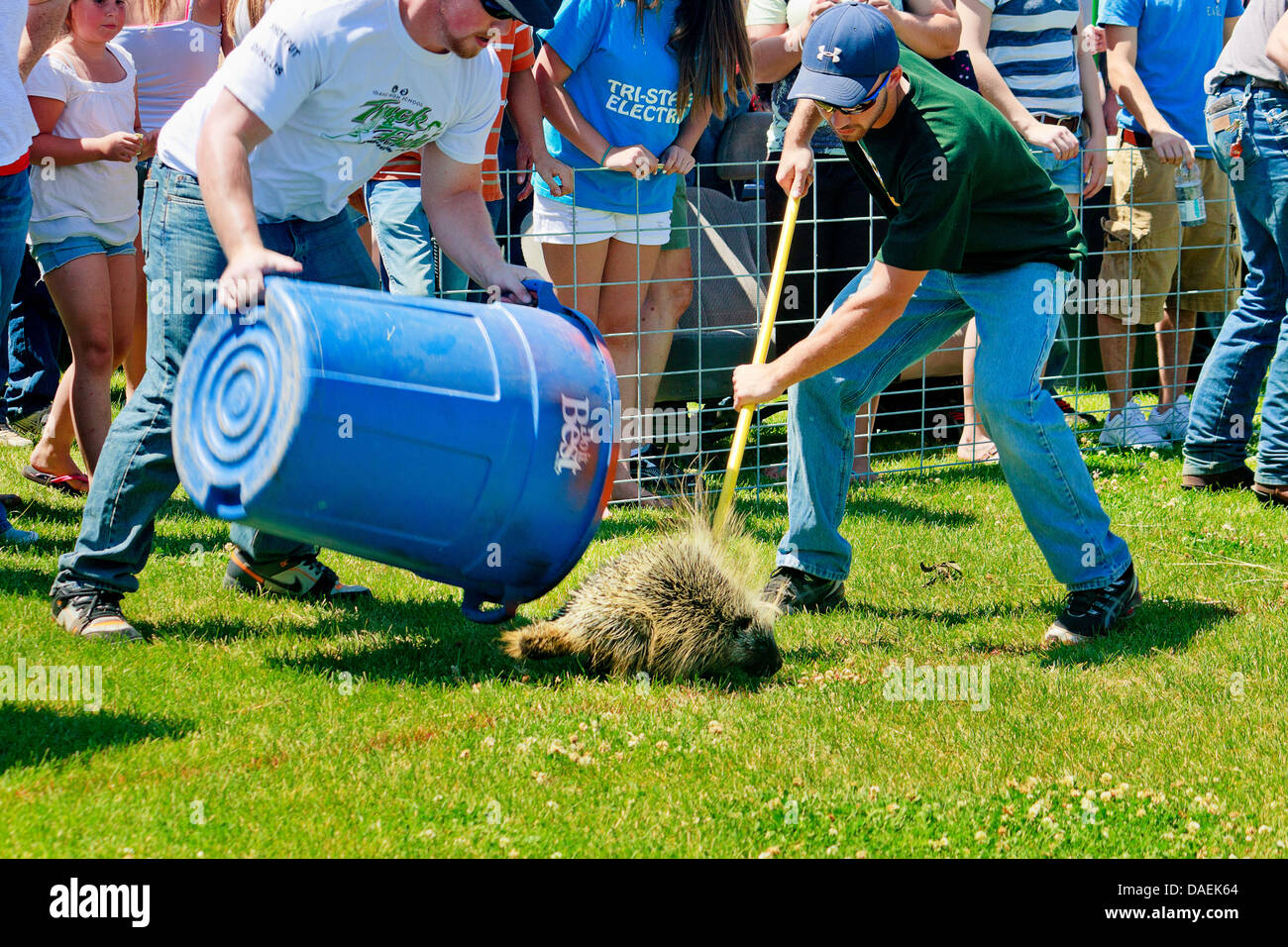 Racing teams attempt to guide wild porcupines with garbage cans and