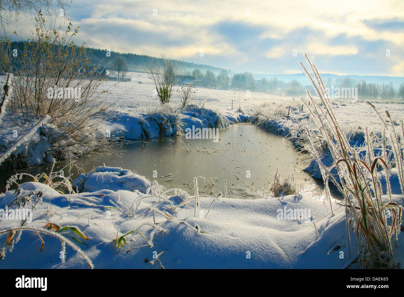 Moorland in winter, Germany, Saxony, Vogtland, Muldenhammer Stock Photo