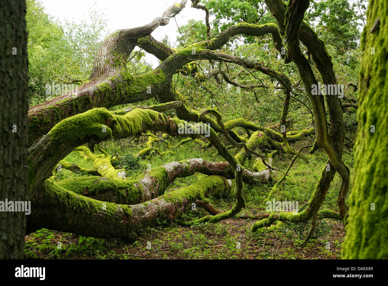 common beech (Fagus sylvatica), mossy branches of an old beech, Germany Stock Photo