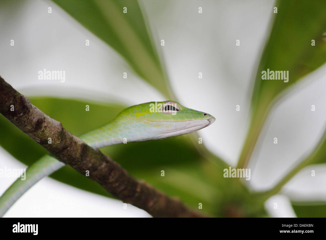 long-nosed tree snake, long-nosed whipsnake, Oriental whipsnake (Ahaetulla prasina), the snake crowls through a tree, Thailand, Khao Lak National Park Stock Photo